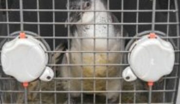 Sernapesca confirma nuevo caso de gripe aviar en pingüino encontrado en Coquimbo