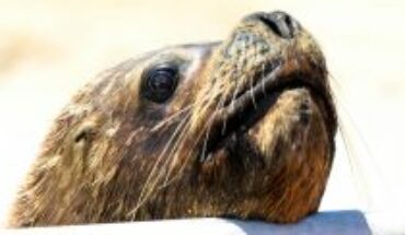 Sernapesca confirms second case of avian influenza in a sea lion in Chile