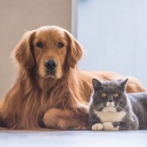 Tener perro o gato se asocia con menos alergias alimenticias en menores según estudio