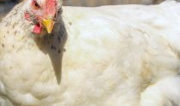 180 mil aves serán sacrificadas en el Biobío tras tercer caso de gripe aviar en plantel industrial