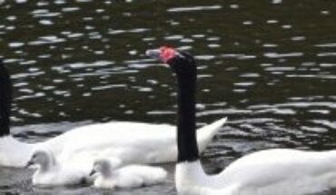 250 black-necked swans have died in Valdivia from bird flu: the area could become a natural reservoir of the virus