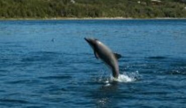 Delfín chileno: Llaman a proteger al único cetáceo endémico del país