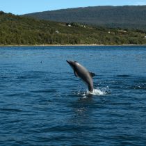 Delfín chileno: Llaman a proteger al único cetáceo endémico del país