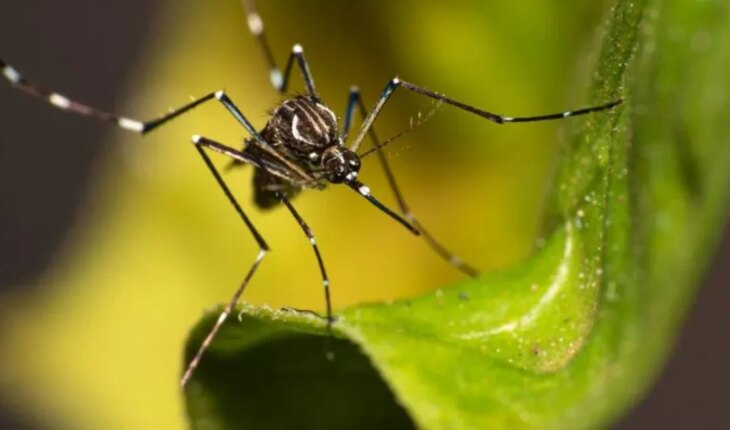 Dengue: Avanzan con éxito en el desarrollo de una formulación líquida