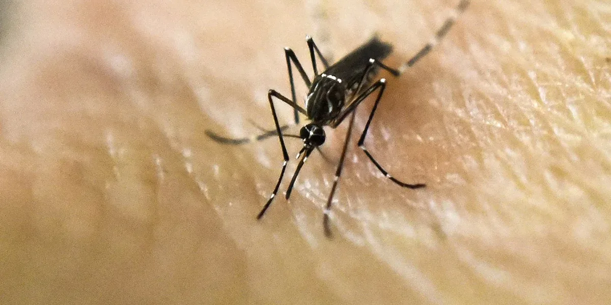 Dengue: more than 56 thousand cases confirmed throughout the country