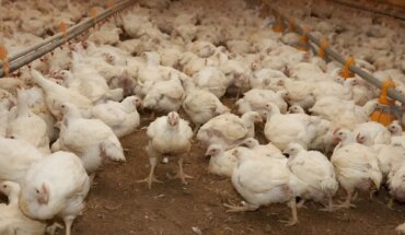 Influenza aviar: confirmaron cuatro nuevos casos en Argentina
