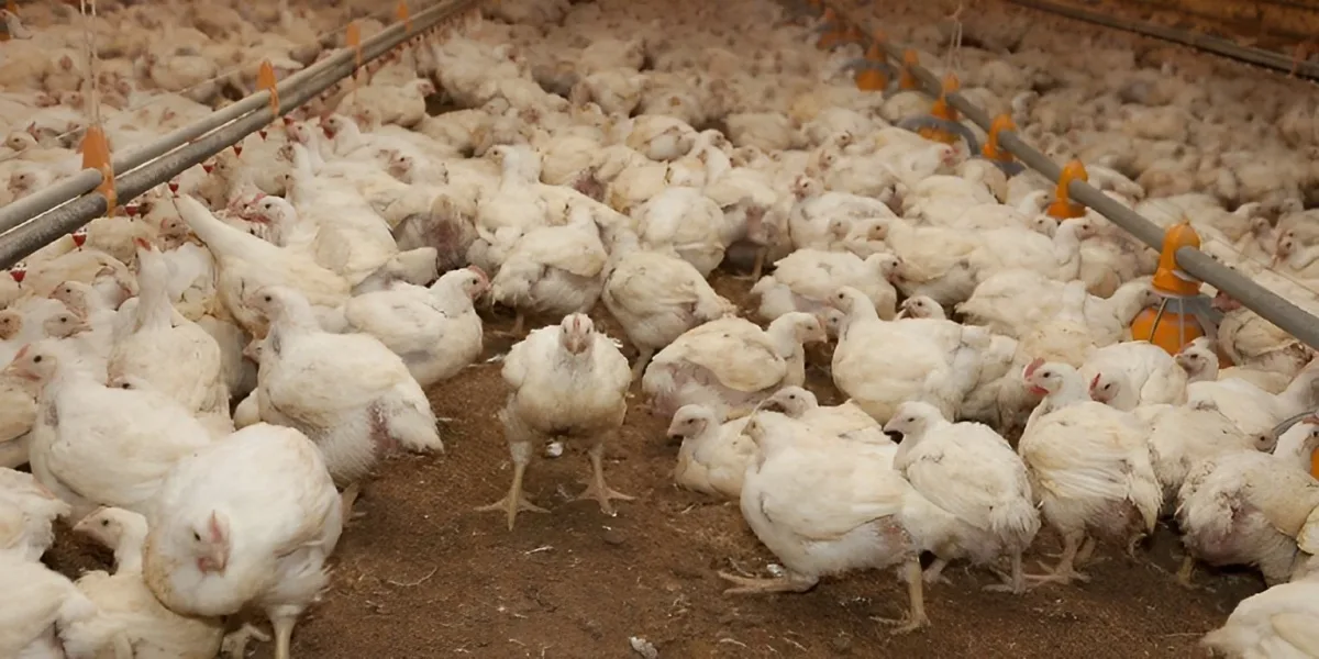 Influenza aviar: confirmaron cuatro nuevos casos en Argentina