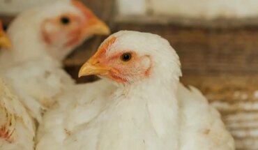 La OMS registró la primera muerte por gripe aviar H3N8 en China