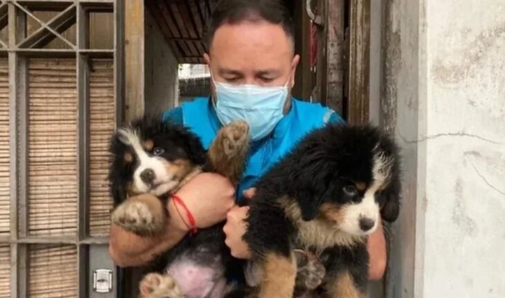 Pompeya: rescataron a 17 perros hacinados de un criadero ilegal