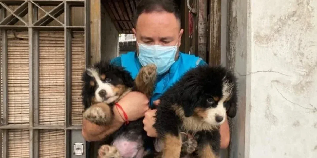 Pompeya: rescataron a 17 perros hacinados de un criadero ilegal
