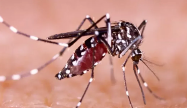 Preocupante récord de casos de dengue: se registraron más de 41 mil en 15 provincias