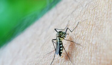 Reportan más de 12.000 nuevos casos de dengue en sólo una semana y más…