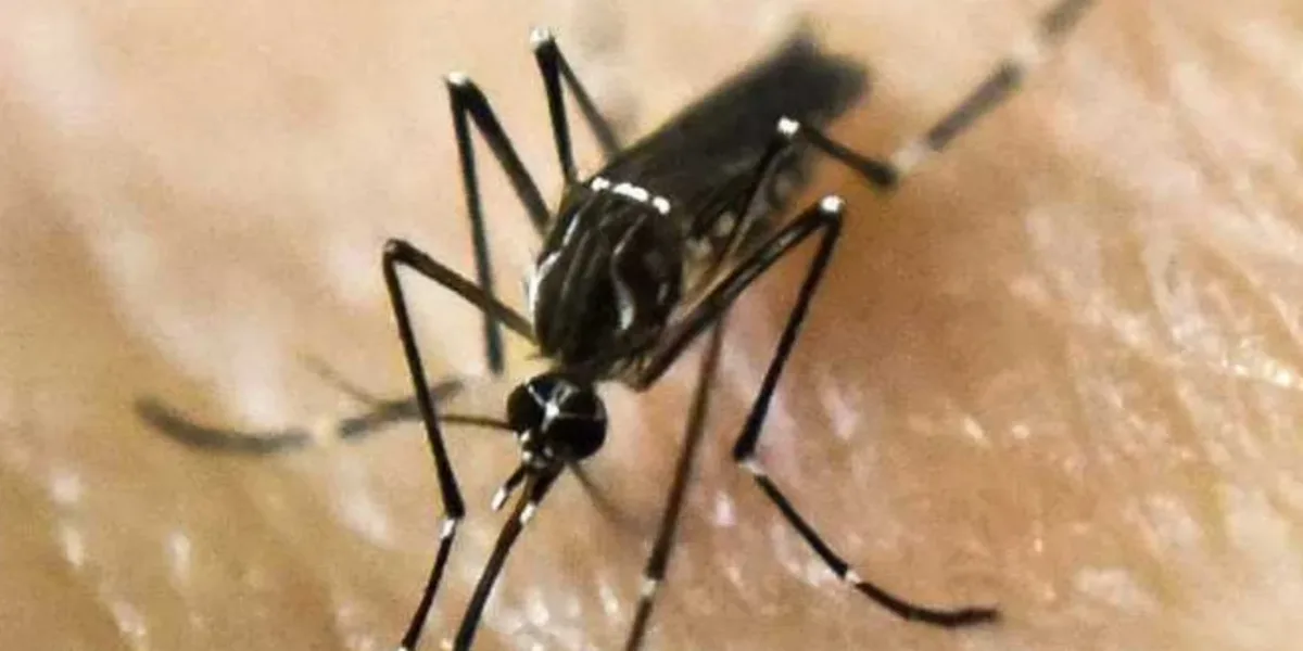 Santiago del Estero | Declaran emergencia sanitaria por dengue