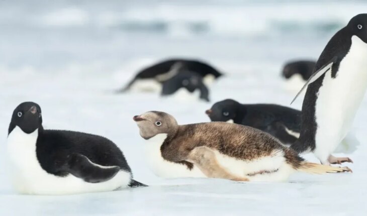 Un pingüino “rubio” encontrado en la Antártida