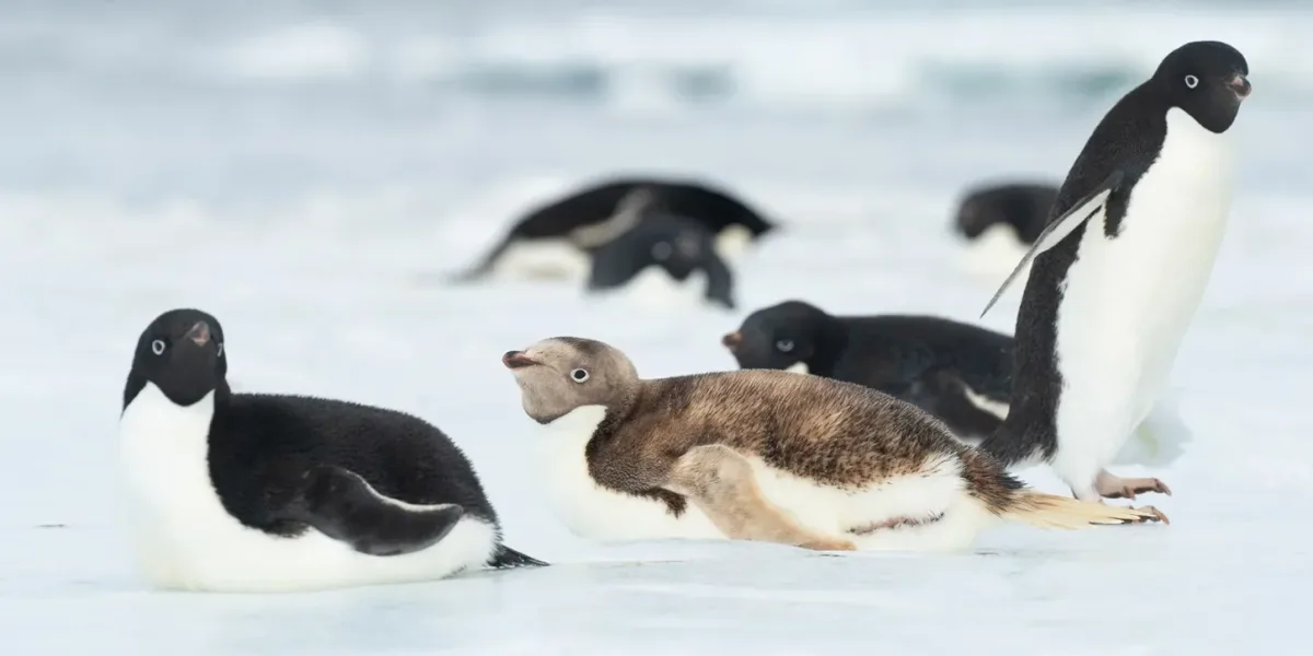 Un pingüino “rubio” encontrado en la Antártida