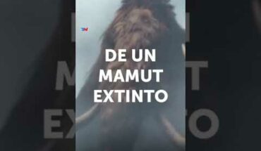 Video: Albóndigas de mamut: la disparatada creación de una empresa I #Shorts