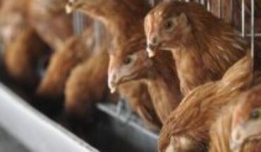 WHO: China reports first human death from H3N8 bird flu