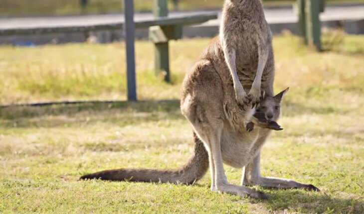 Analizan sacrificar canguros en Australia para evitar que mueran de hambre