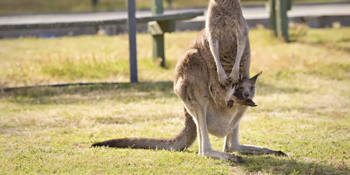 Analizan sacrificar canguros en Australia para evitar que mueran de hambre