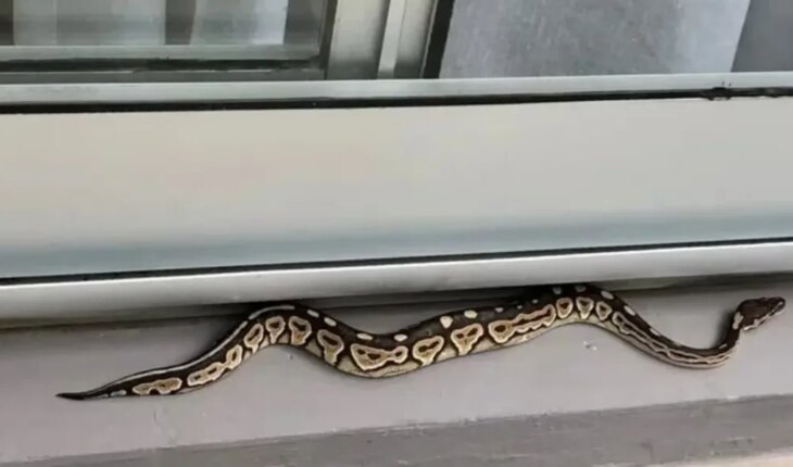 Palermo: apareció una serpiente pitón en el balcón de un departamento