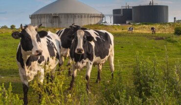 The Environmental Impact of Meat Production: What Should We Know?