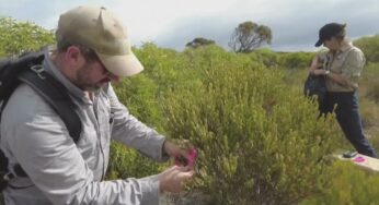 Video: AUSTRALIA I Los “mini canguros” vuelven a poblar el sur del país