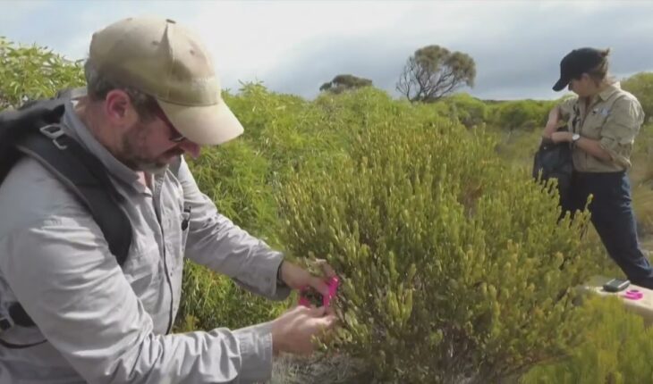 Video: AUSTRALIA I Los “mini canguros” vuelven a poblar el sur del país