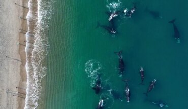 Comienza el avistaje de ballenas en Puerto Madryn: conocé las actividades que se realizarán