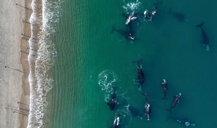 Comienza el avistaje de ballenas en Puerto Madryn: conocé las actividades que se realizarán