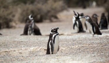 Imputan a un empresario por la destrucción de 175 nidos de pingüinos en Punta Tombo