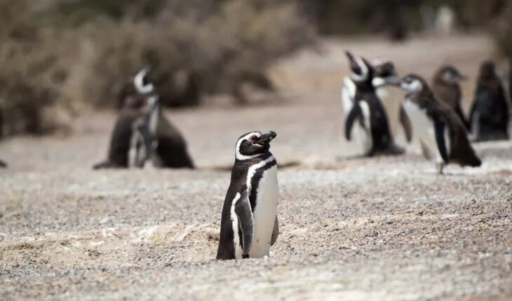 Imputan a un empresario por la destrucción de 175 nidos de pingüinos en Punta Tombo