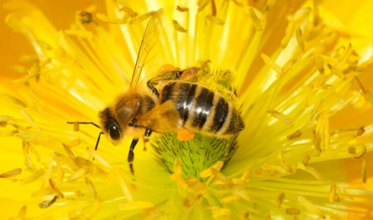 Tres maneras para poder ayudar a las abejas — Rock&Pop