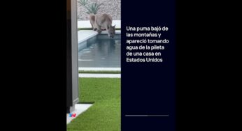Video: Un puma bajó de las montañas y apareció tomando agua de la pileta de una casa en Estados Unidos