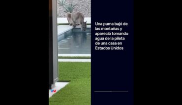 Video: Un puma bajó de las montañas y apareció tomando agua de la pileta de una casa en Estados Unidos