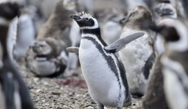 Hallaron alrededor de 300 pingüinos muertos en Uruguay