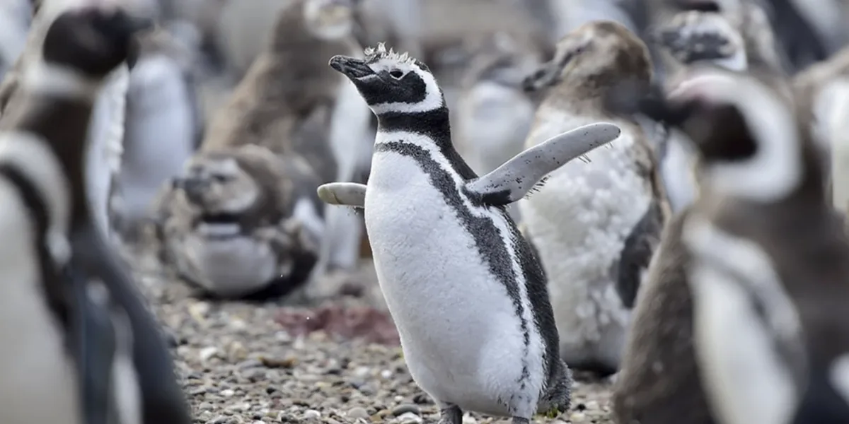 Hallaron alrededor de 300 pingüinos muertos en Uruguay