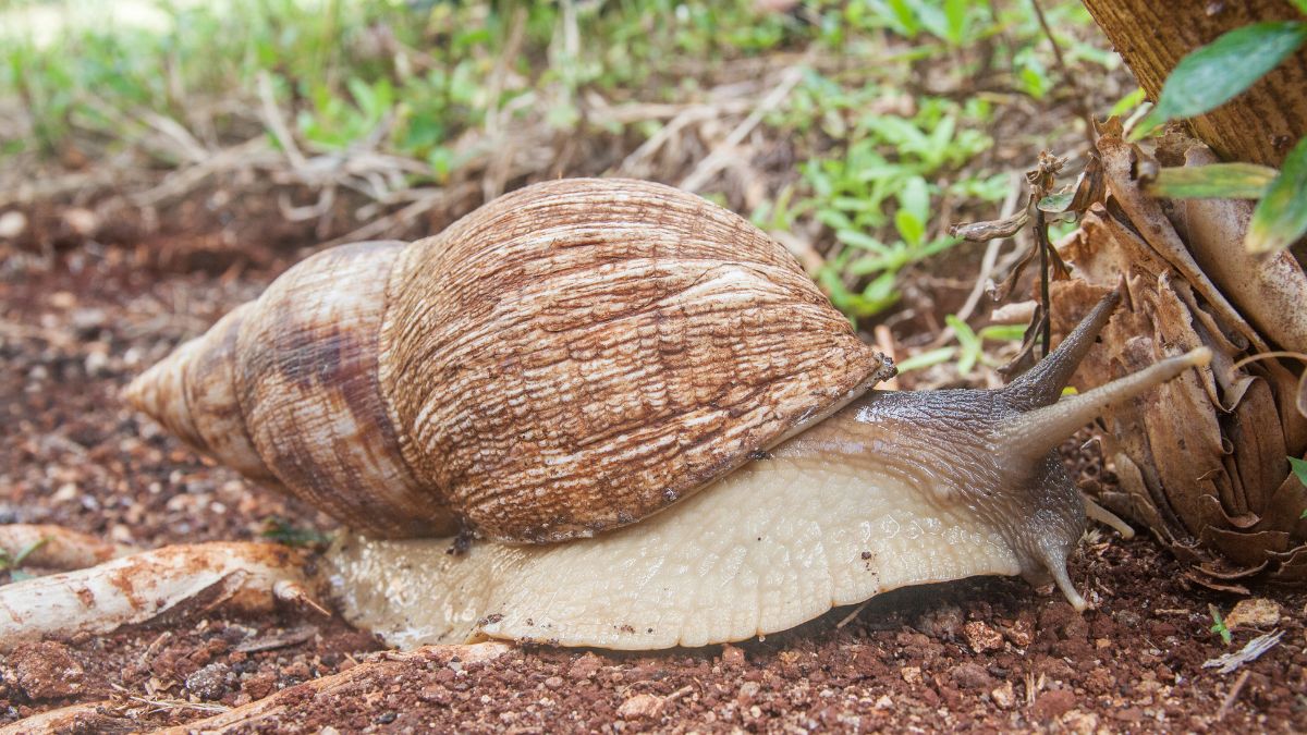 Caracol Gigante Africano GettyImages-1135393090 web