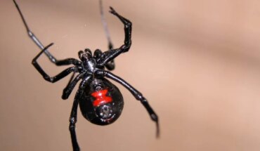Bolivia: Un nene de 8 años se dejó picar por una araña y fue internado en terapia intensiva: “Quería ser Spiderman”