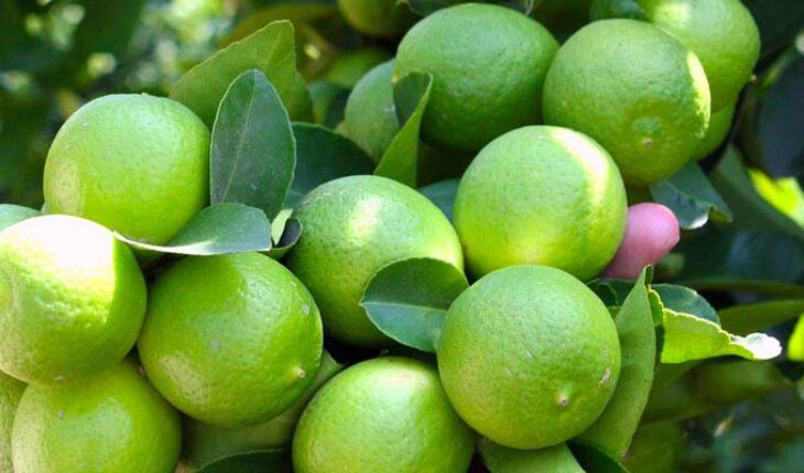 Lemon cutting resumes in Apatzingán with 300 tons
