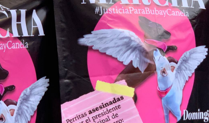 Familia de Buba y Canela son hostigados, reporta abogado animalista