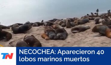 Video: ALERTA NECOCHEA I Encontraron 40 lobos marinos muertos: investigan posible contagio de gripe aviar