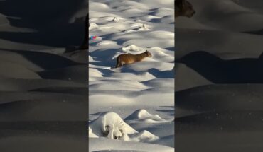 Video: UN ENCUENTRO CON LO SALVAJE: turistas filmaron el paso de un puma en medio de una intensa nevada