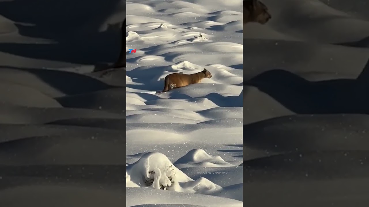 UN ENCUENTRO CON LO SALVAJE: turistas filmaron el paso de un puma en medio de una intensa nevada