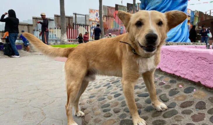 Perro que cruzó de Tijuana a EU junto a migrantes fue “deportado”