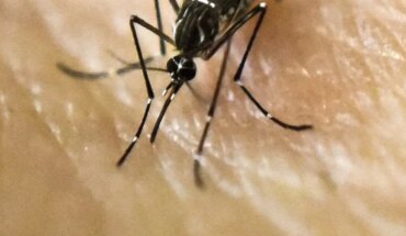 Se confirmó el primer caso de dengue de la temporada en Salta