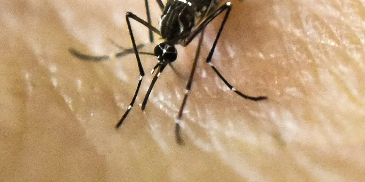 Se confirmó el primer caso de dengue de la temporada en Salta
