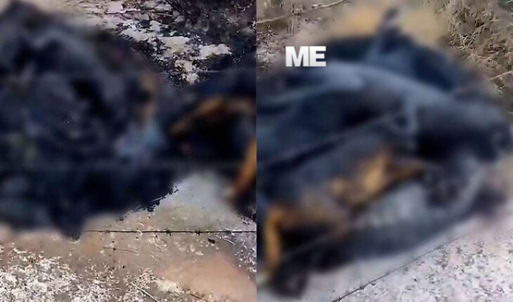 They denounce murder of 11 dogs in Maravatío, the bodies were found burned