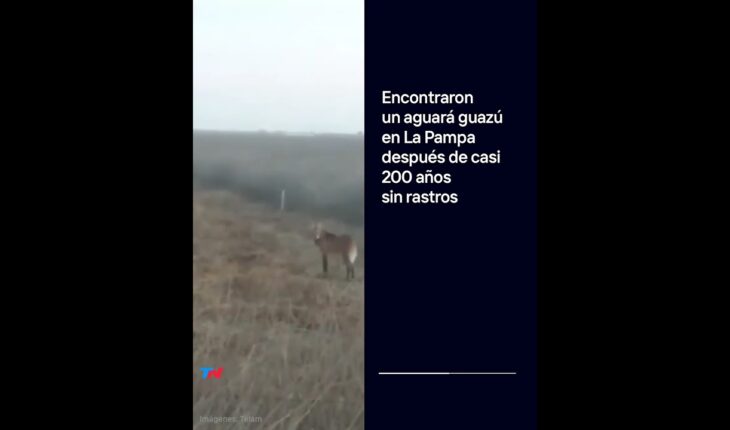 Video: Encontraron un aguará guazú en La Pampa después de casi 200 años sin rastros I #Shorts
