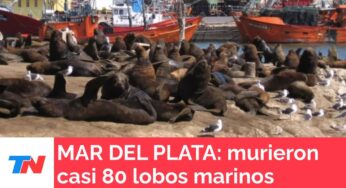 Video: MAR DEL PLATA: Murió el 10% de la población de lobos marinos por gripe aviar