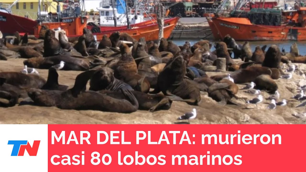 MAR DEL PLATA: Murió el 10% de la población de lobos marinos por gripe aviar